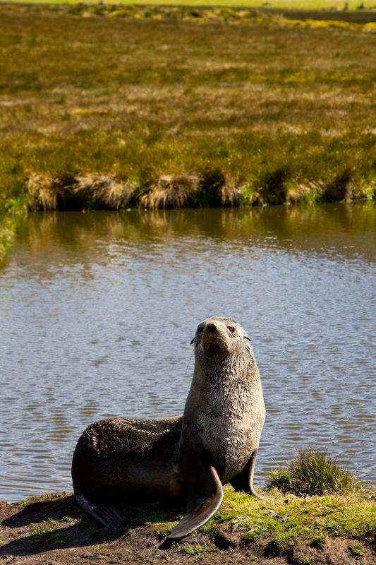 Antarctic Fur Seal